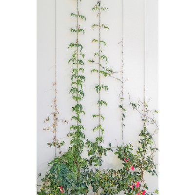 Green Wall Vertical Length - Econ